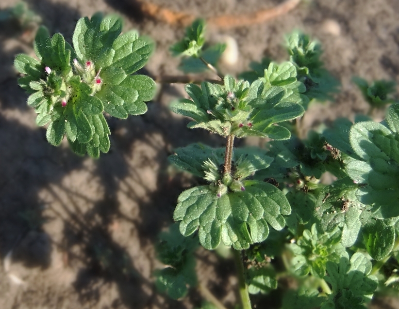 Image of Lamium amplexicaule specimen.