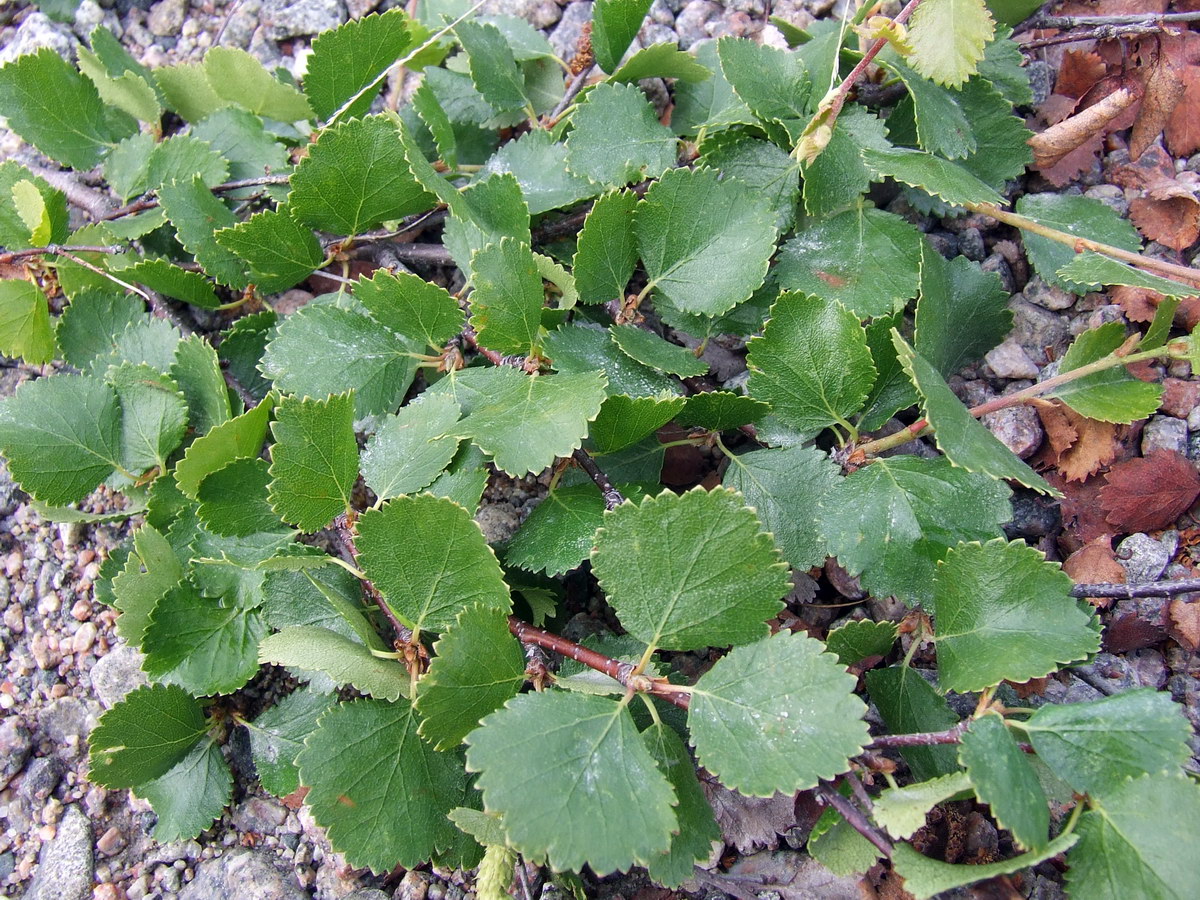 Image of Betula &times; kusmisscheffii specimen.