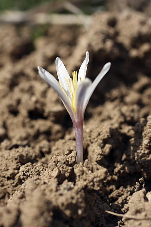 Image of Colchicum kesselringii specimen.