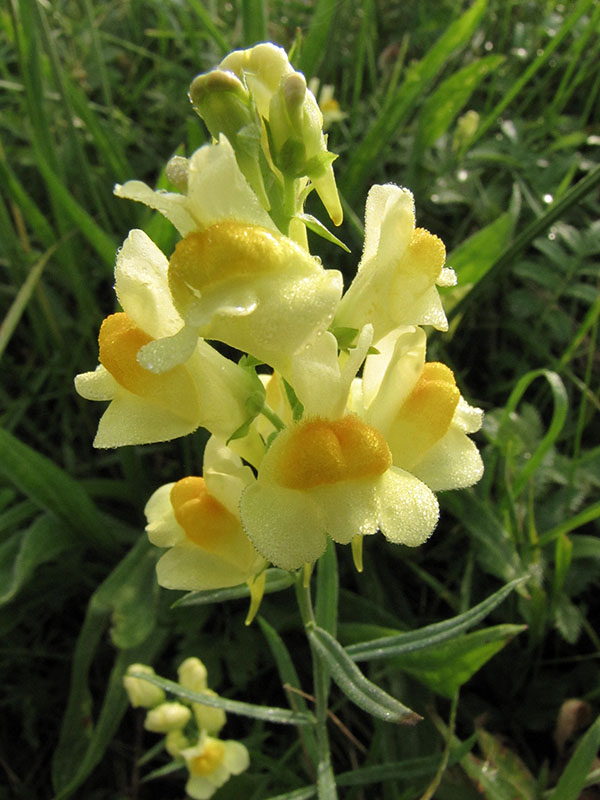 Image of Linaria vulgaris specimen.