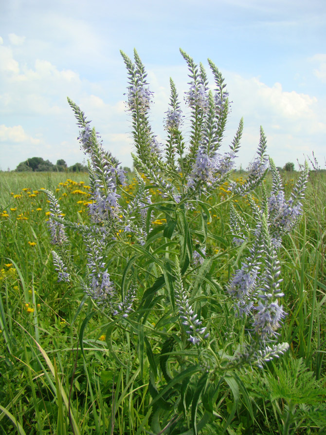 Изображение особи Veronica longifolia.