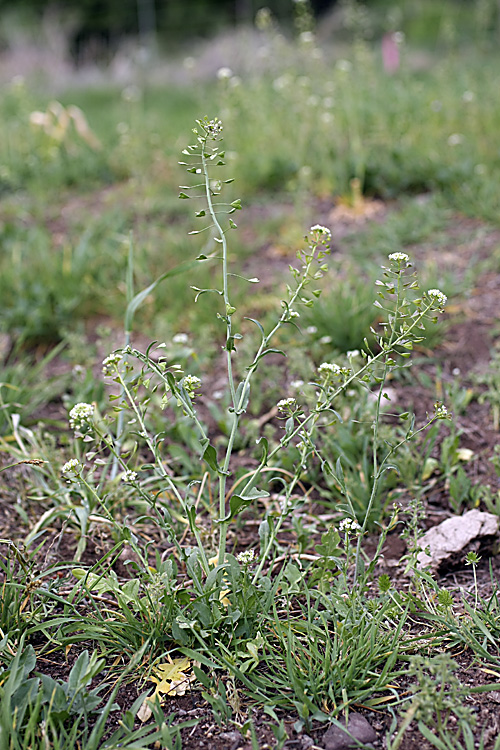 Изображение особи Capsella bursa-pastoris.