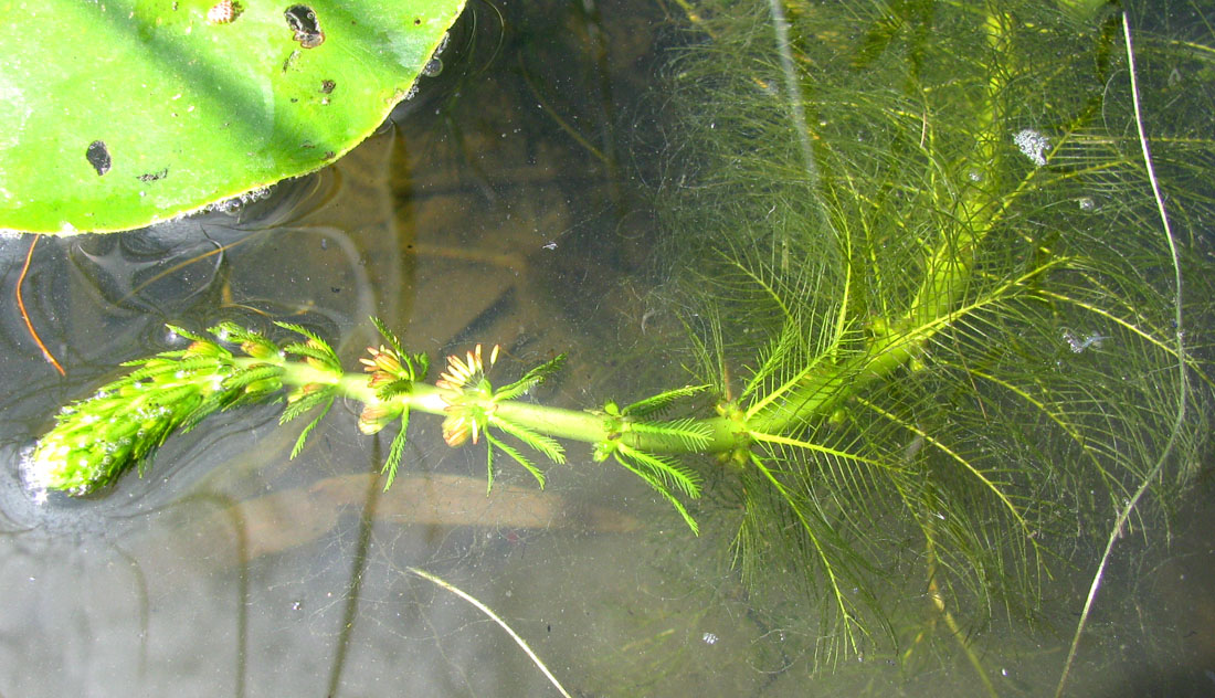 Image of Myriophyllum verticillatum specimen.