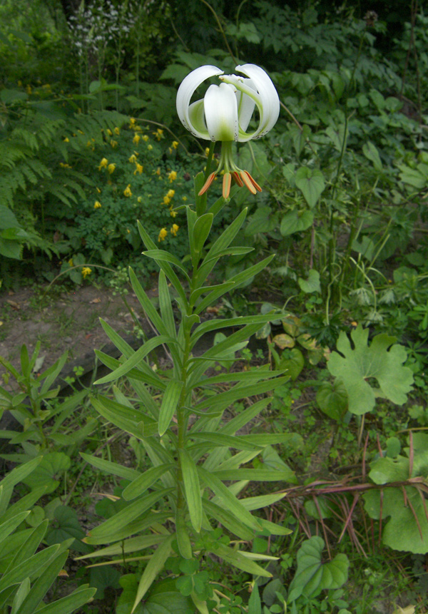 Image of Lilium ledebourii specimen.