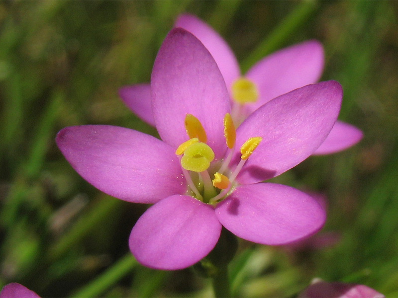 Изображение особи Centaurium littorale.