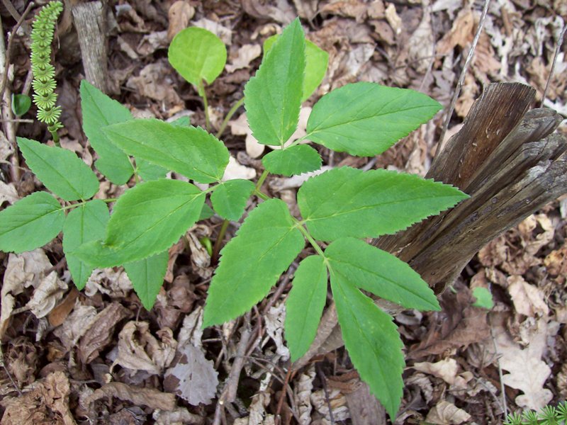 Image of Aegopodium podagraria specimen.