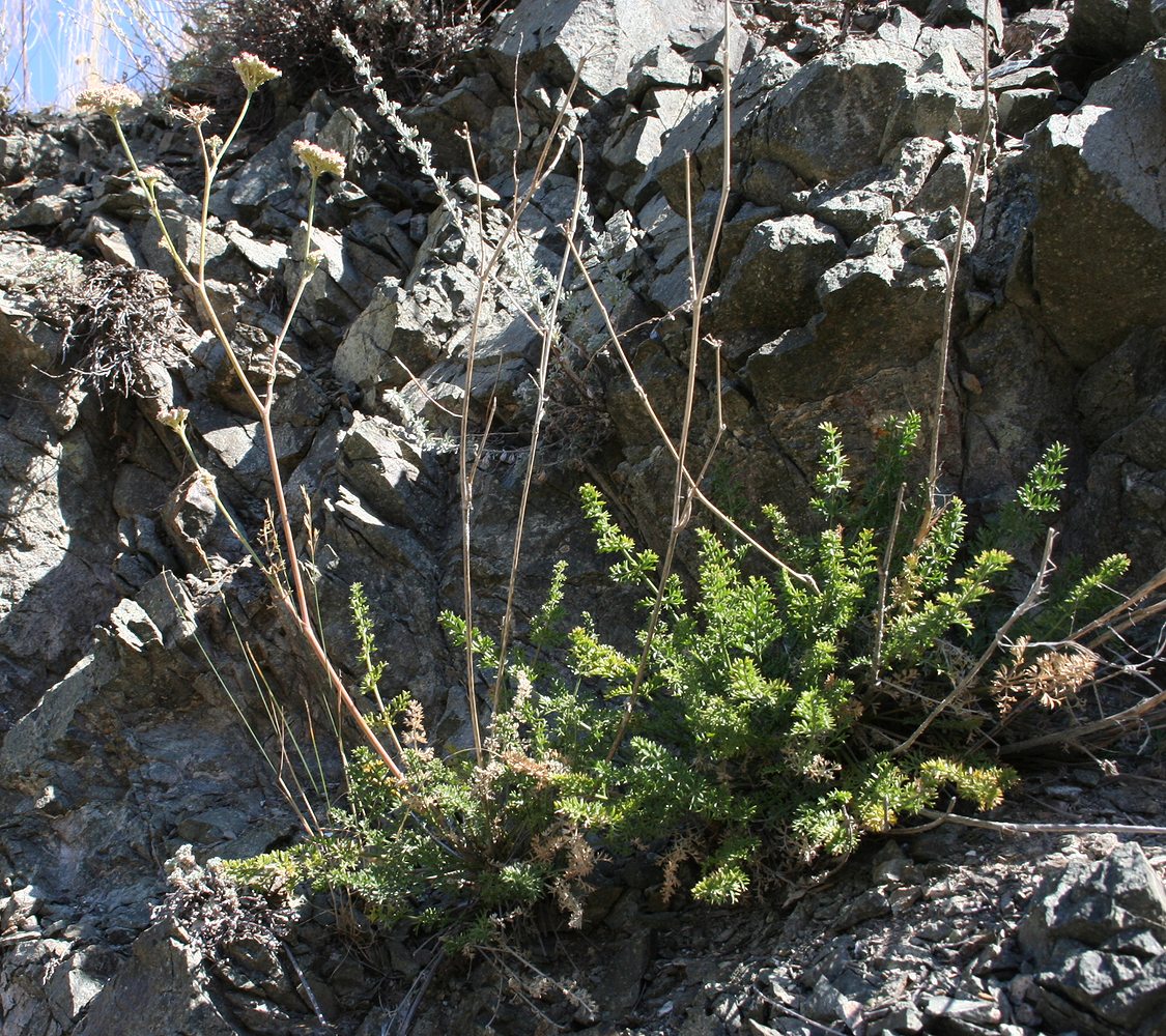 Image of Seseli abolinii specimen.