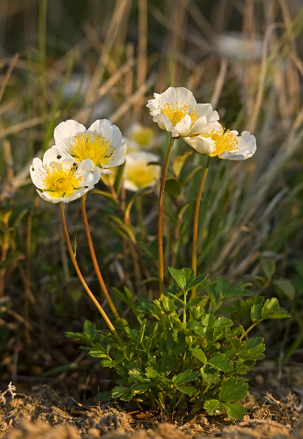 Image of Sieversia pentapetala specimen.