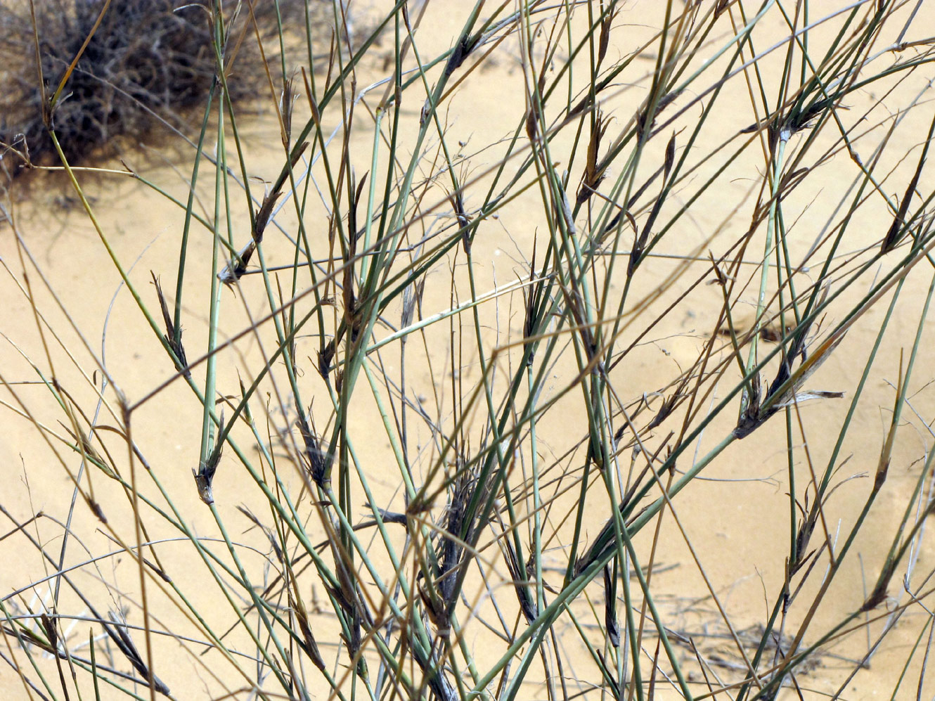 Изображение особи Panicum turgidum.