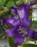 Campanula latifolia. Цветки. Германия, г. Кемпен, на лугу. 13.06.2012.