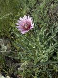 Tragopogon marginifolius. Цветущее растение. Южный Казахстан, хр. Боролдайтау, ущ. Кенузен. 29.04.2007.