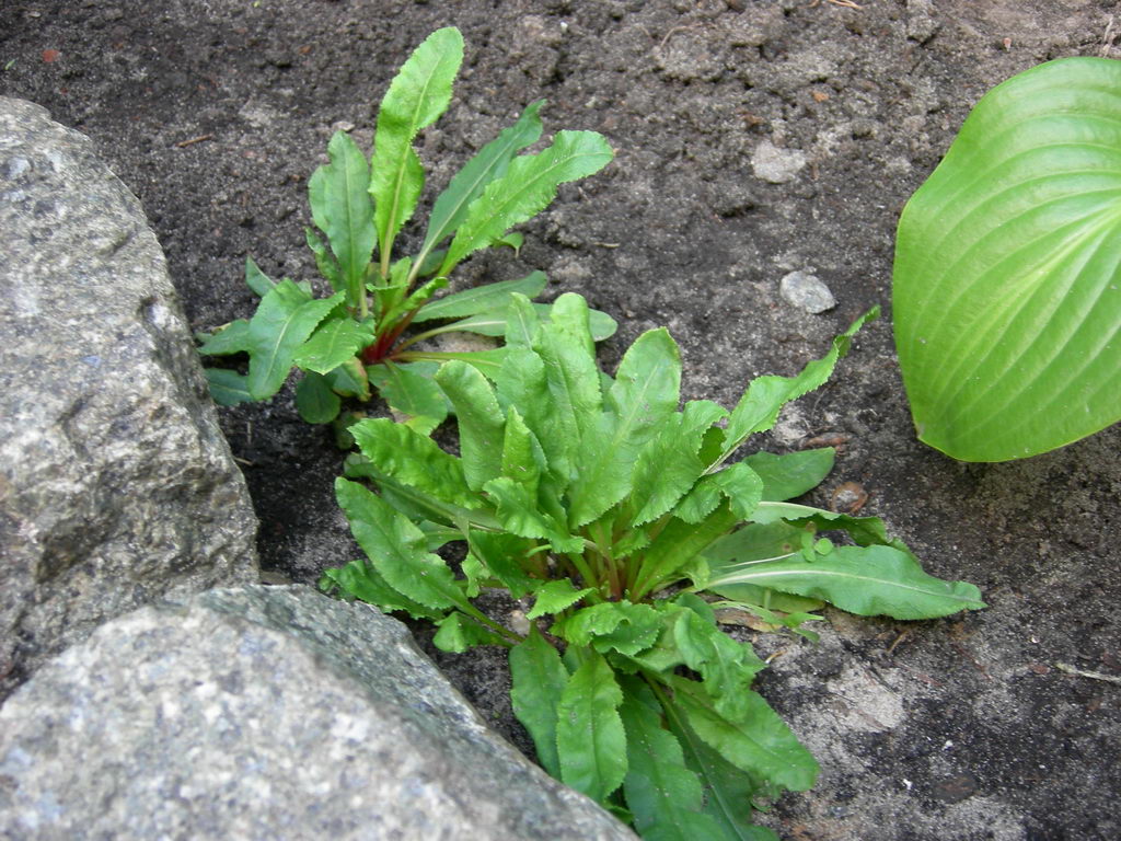 Image of Primula rosea specimen.