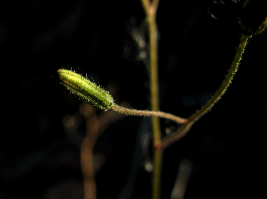 Image of Crepis multicaulis specimen.