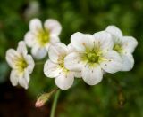 Saxifraga × arendsii. Цветок. Московская обл., Раменский р-н, окр. дер. Хрипань, садовый участок. 19.05.2012.