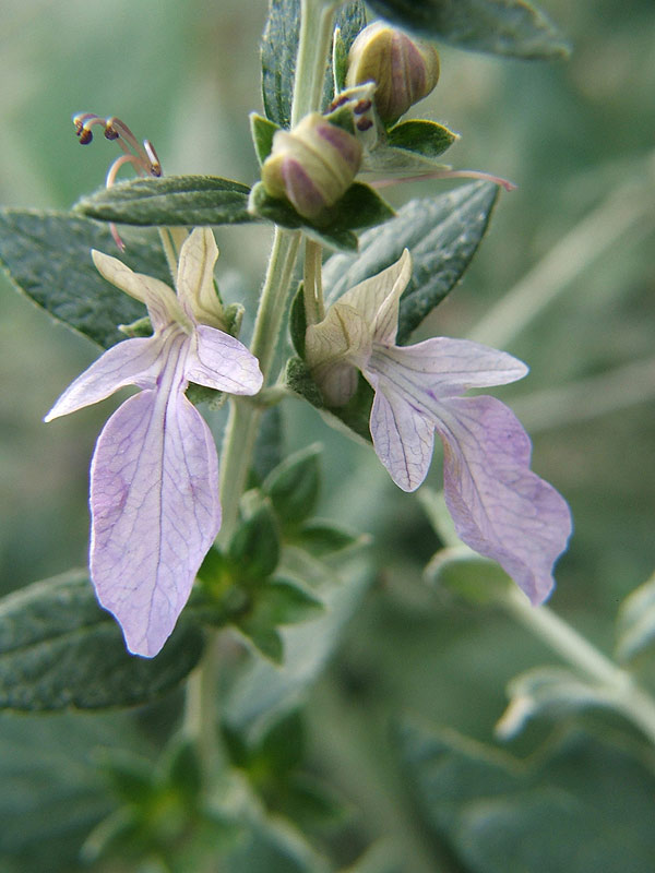 Изображение особи Teucrium fruticans.