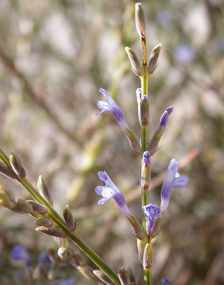 Изображение особи Lavandula coronopifolia.