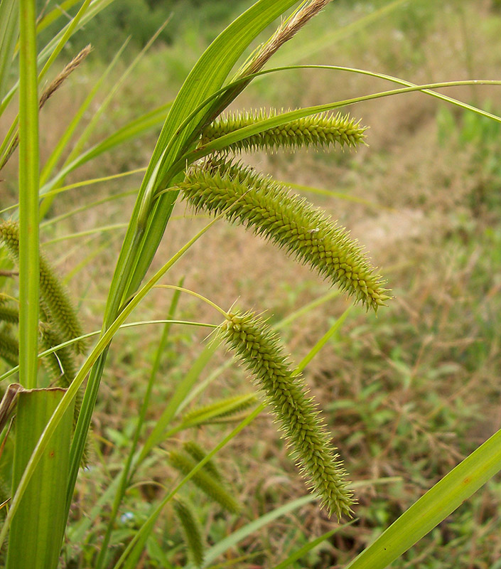 Изображение особи Carex pseudocyperus.