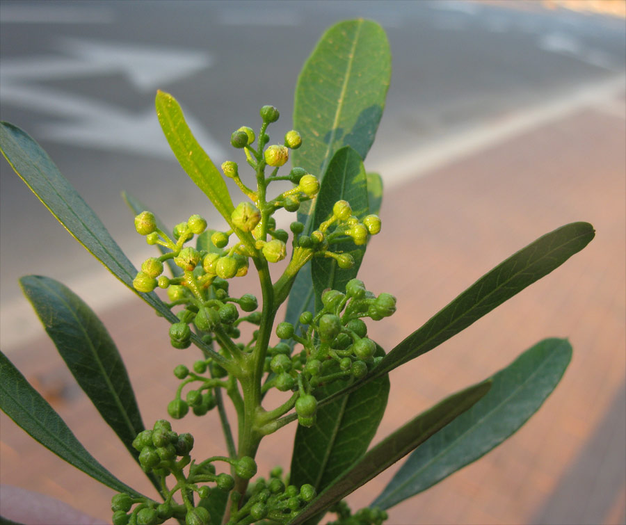 Image of Dodonaea viscosa specimen.