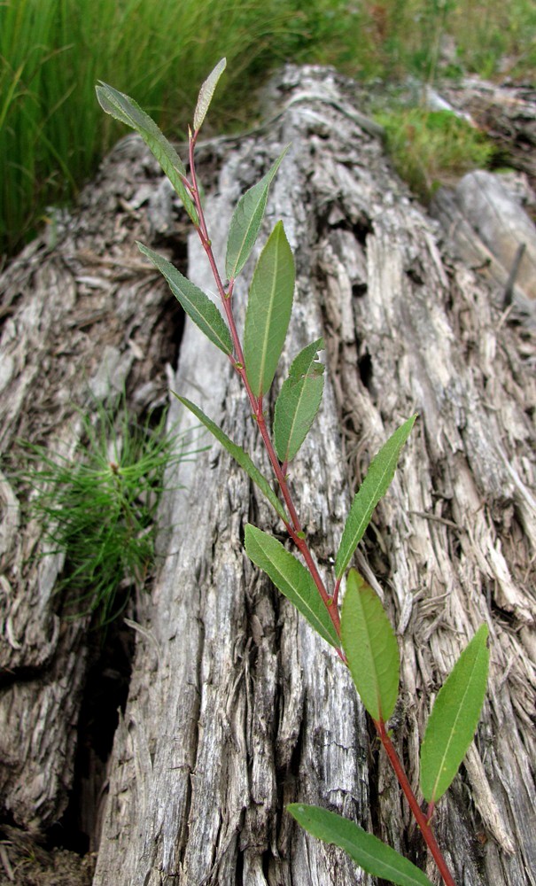 Image of Salix &times; coerulescens specimen.