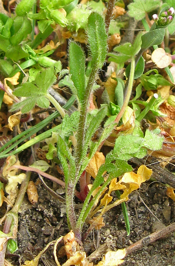 Изображение особи Capsella bursa-pastoris.