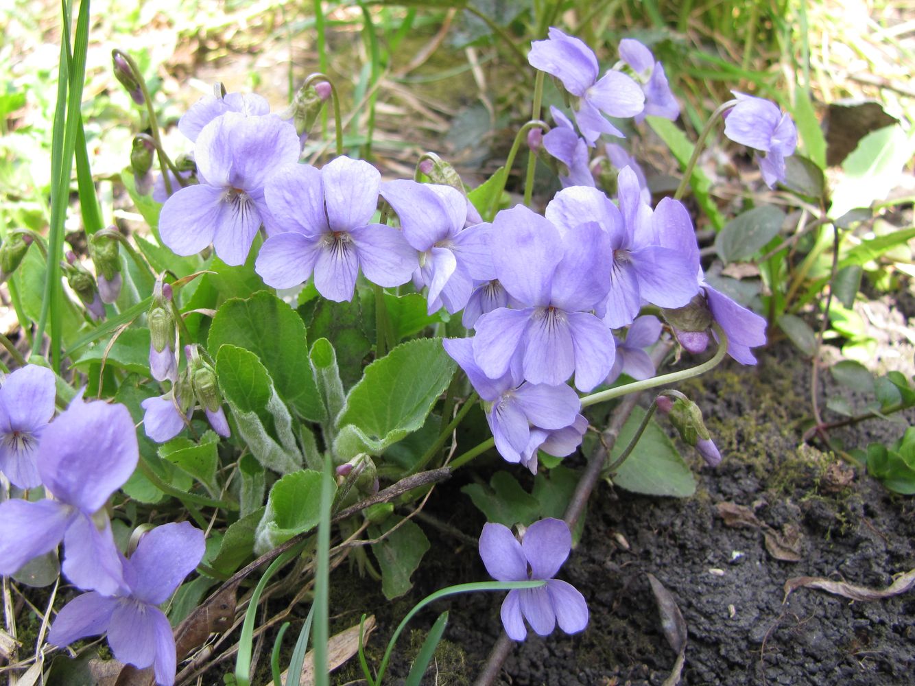 Изображение особи Viola hirta.