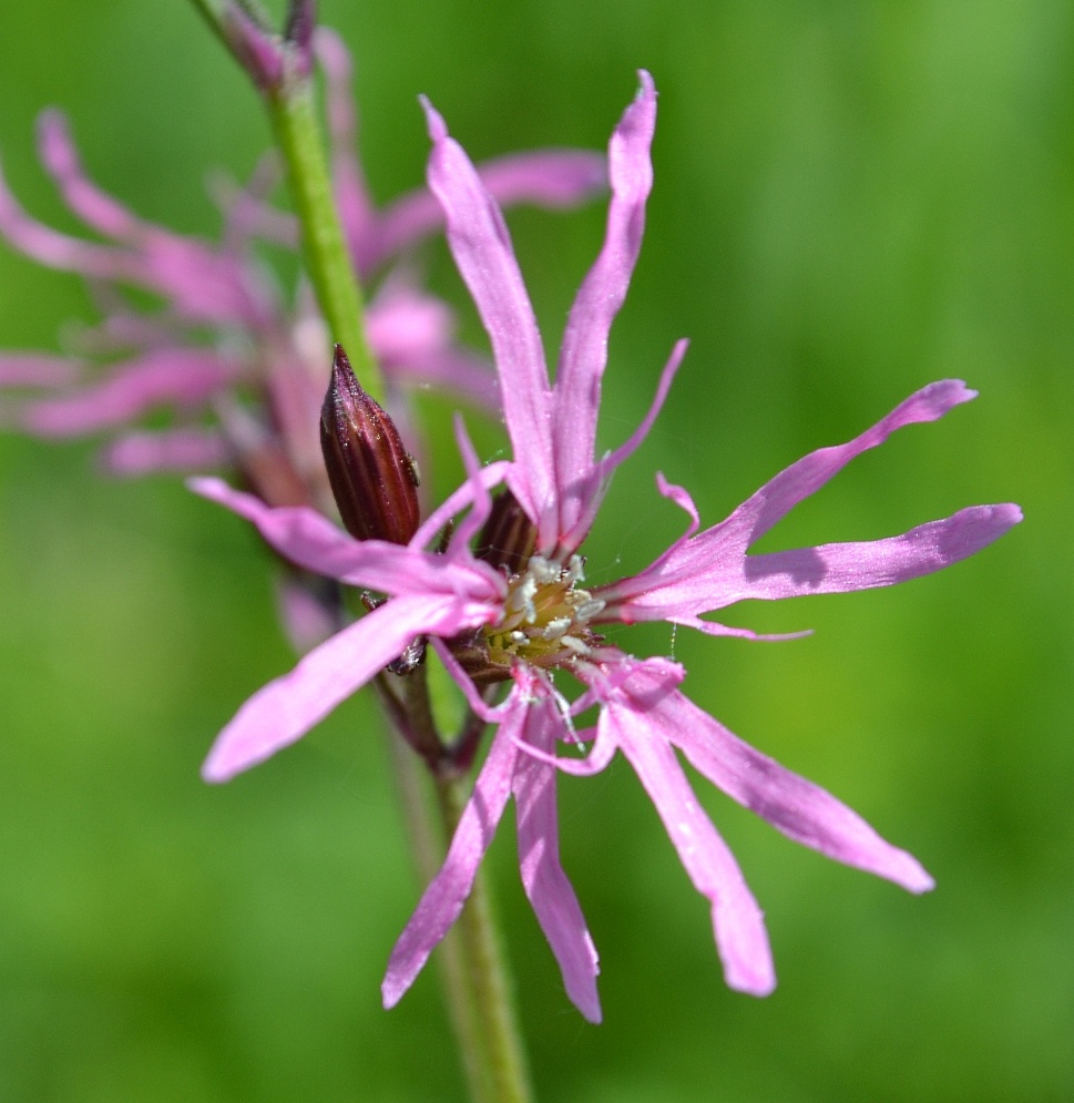 Изображение особи Coccyganthe flos-cuculi.