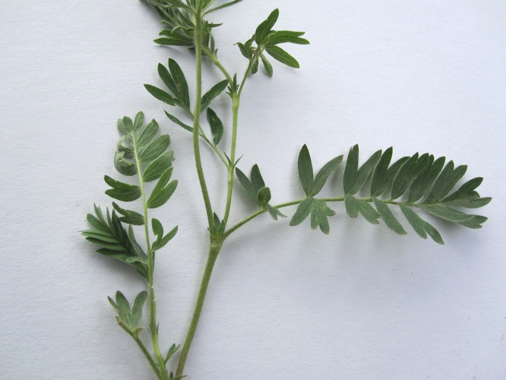 Image of Potentilla bifurca specimen.