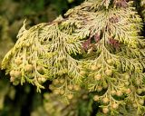 Chamaecyparis lawsoniana. Часть веточки с развивающимися шишечками ('Golden King'). Германия, г. Krefeld, Ботанический сад. 08.06.2013.