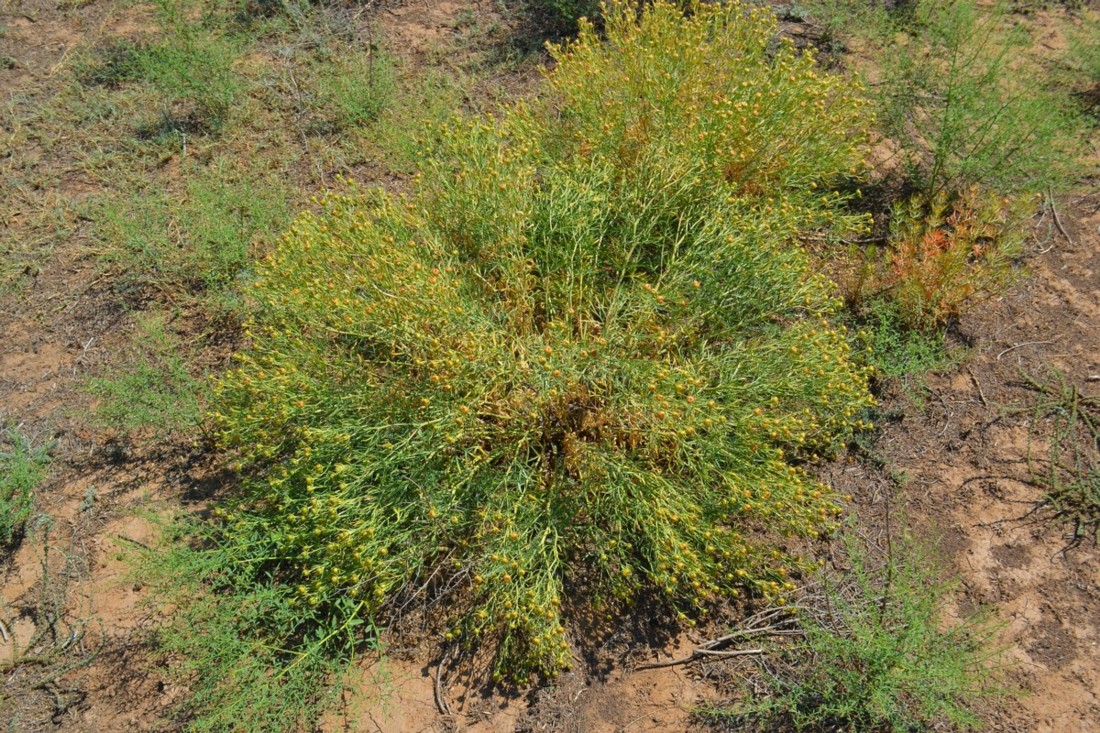 Image of Peganum harmala specimen.