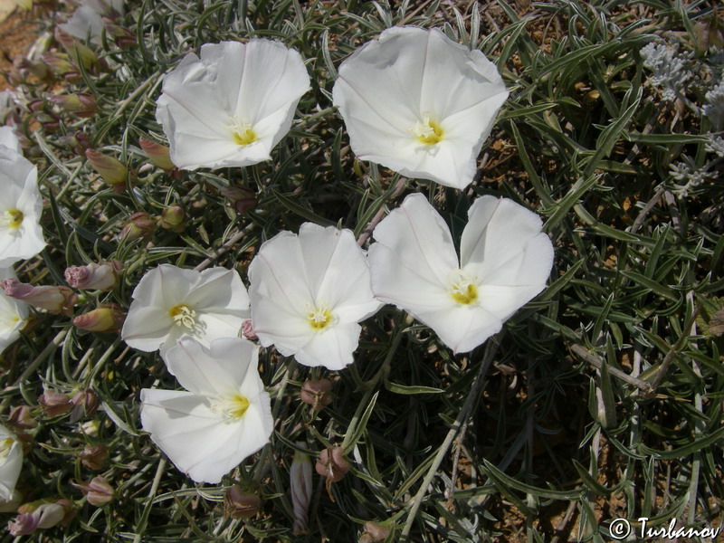 Изображение особи Convolvulus holosericeus.