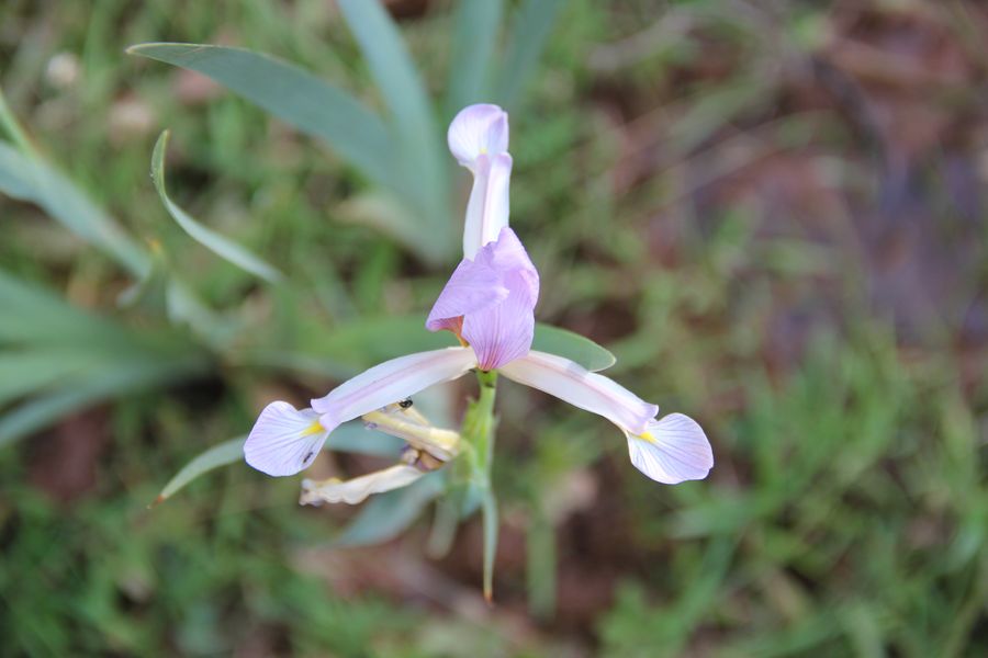 Изображение особи Iris sogdiana.