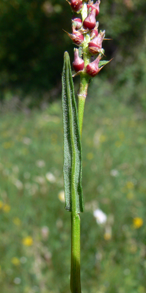 Image of Bistorta vivipara specimen.