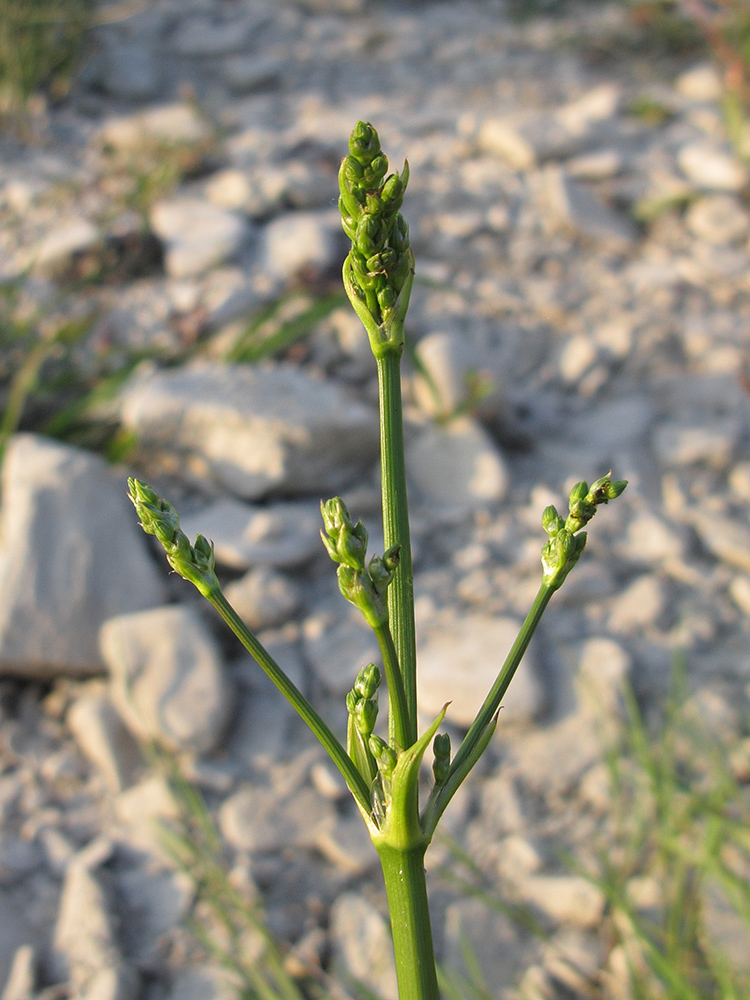 Изображение особи Alisma plantago-aquatica.