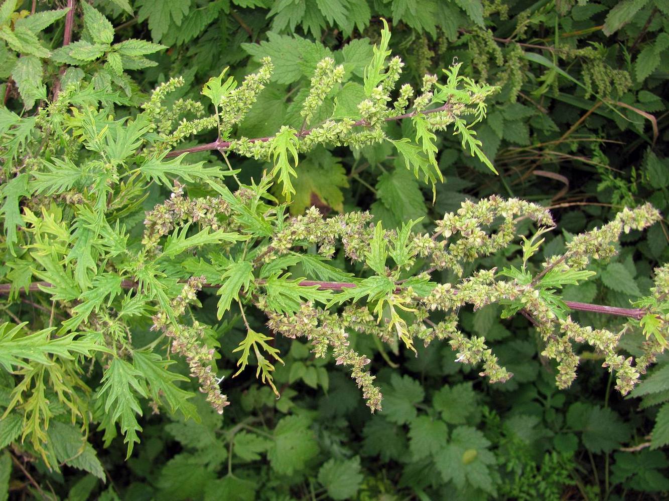 Image of Urtica cannabina specimen.