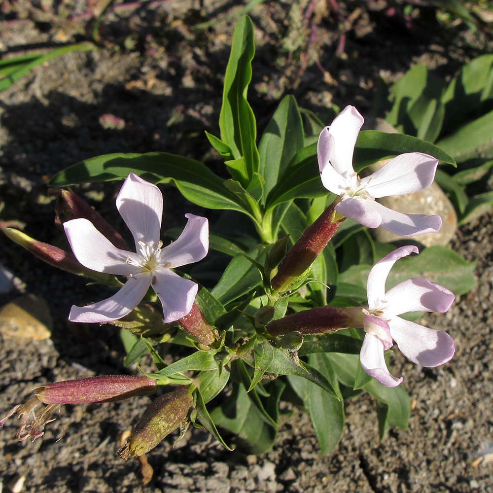 Изображение особи Saponaria officinalis.