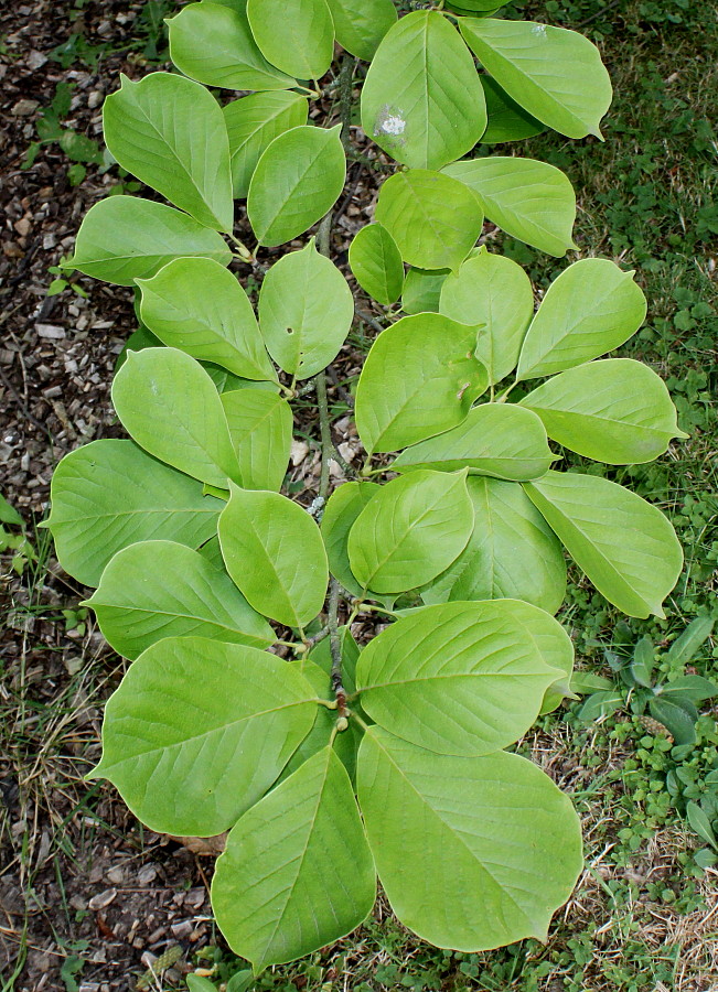 Image of Magnolia denudata specimen.