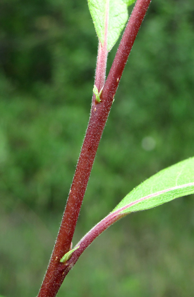 Image of Salix &times; laurina specimen.