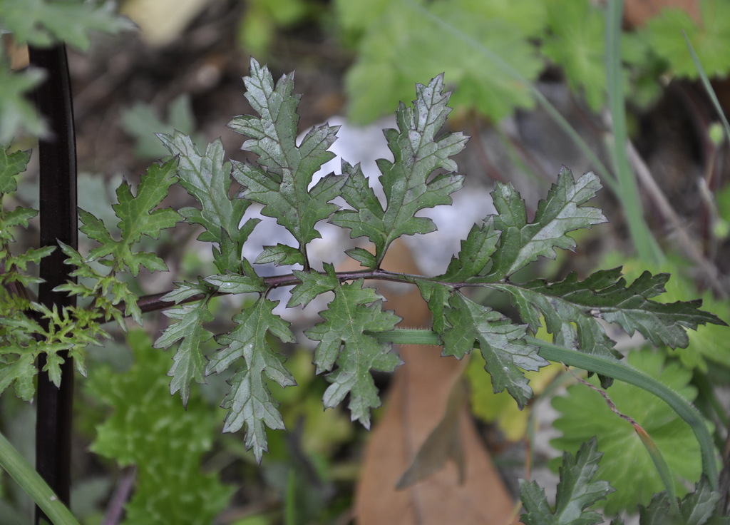 Image of Scrophularia lucida specimen.