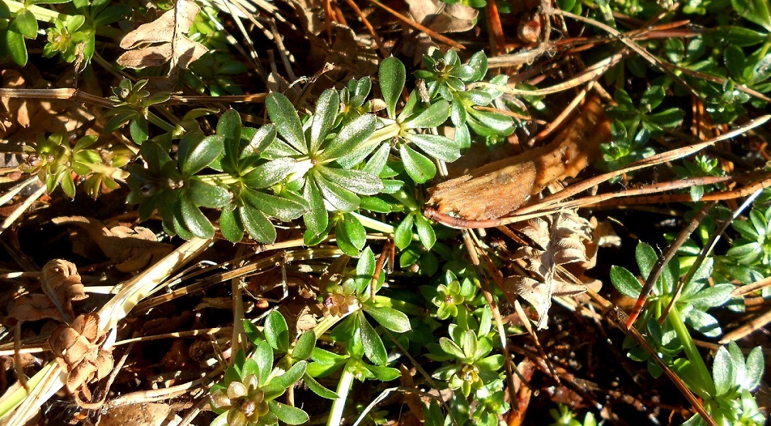 Image of genus Galium specimen.