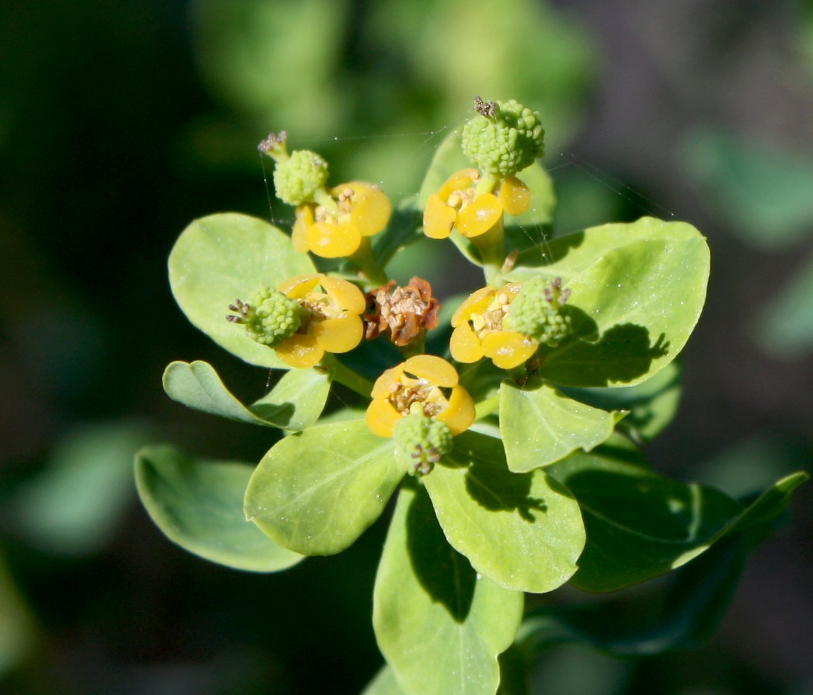 Image of Euphorbia hierosolymitana specimen.