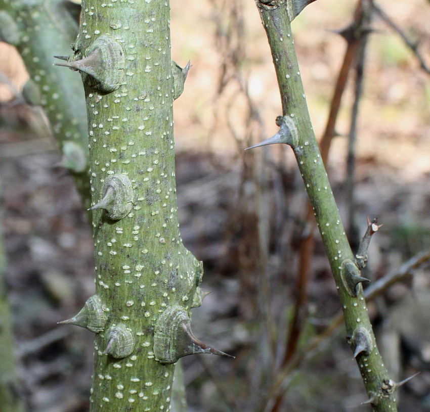 Image of Zanthoxylum americanum specimen.