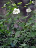 Asystasia gangetica. Верхушка побега с цветком. Таиланд, пров. Сураттхани, о-в Тао. 27.06.2013.