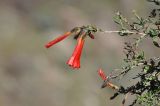 Cantua buxifolia. Веточки с цветками. Перу, каньон реки Колка. Март 2014 г.