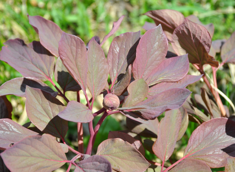 Изображение особи Paeonia caucasica.