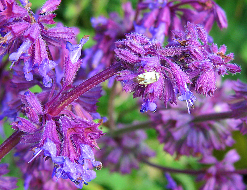 Image of Salvia verticillata specimen.