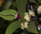 Syzygium jambos