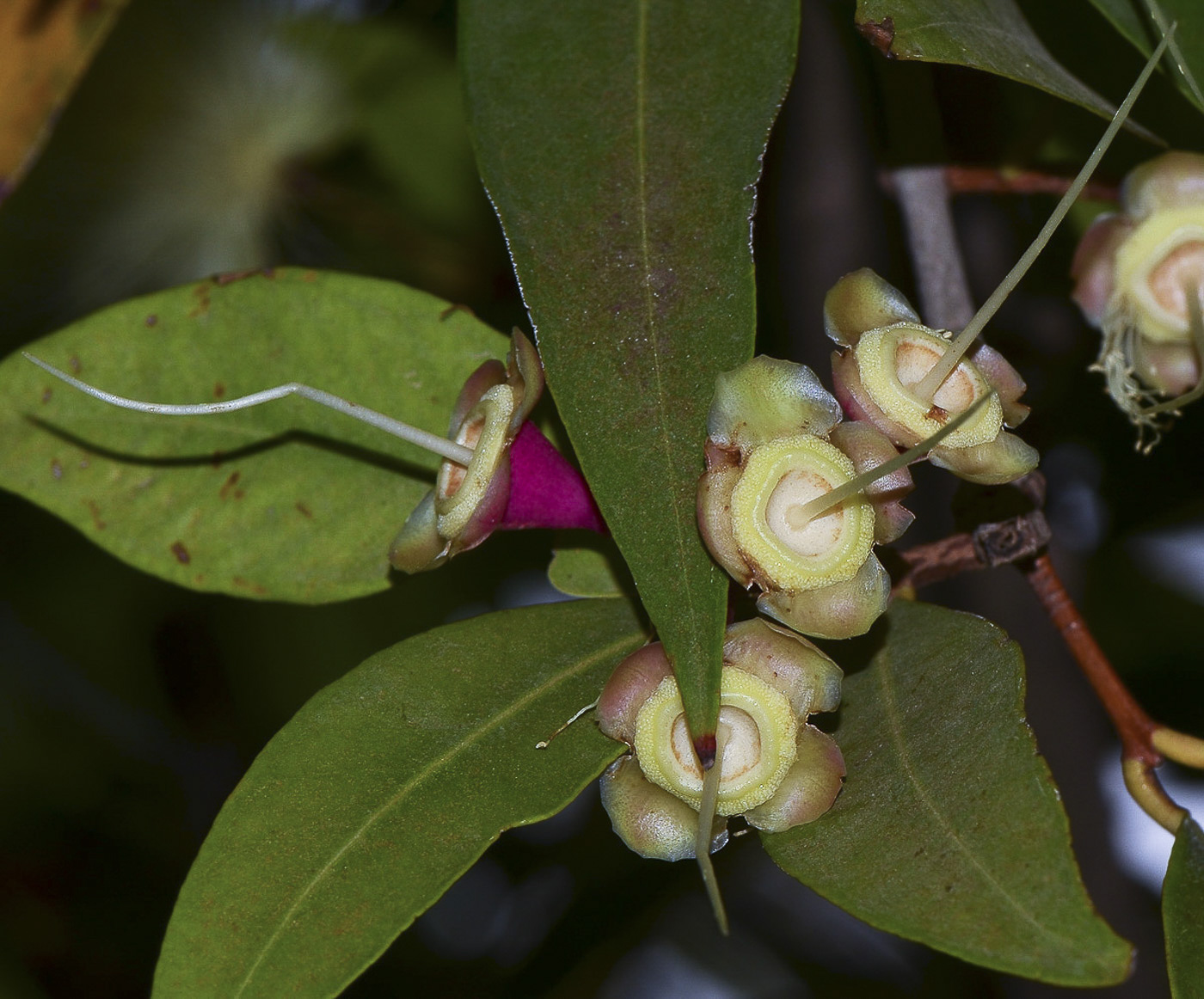 Изображение особи Syzygium jambos.