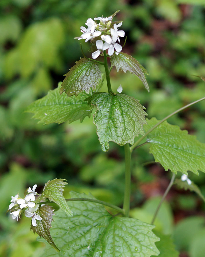 Image of Alliaria petiolata specimen.