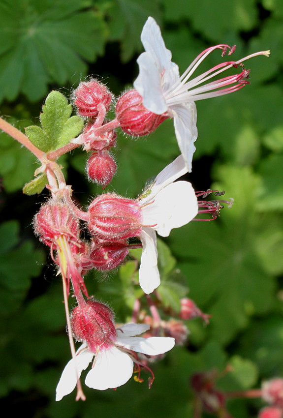 Изображение особи Geranium &times; cantabrigiense.