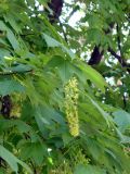 Acer pseudoplatanus. Ветвь с соцветием. Ставропольский край, г. Кисловодск, пр. Дзержинского, в посадках (43°54′5,34″ с.ш., 42°43′38,6″ в.д.). 18.05.2014.